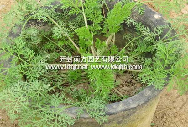 优质菊花种苗