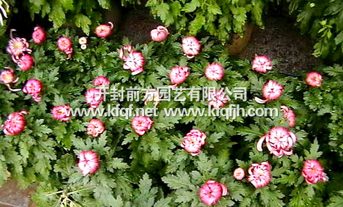 精品多头菊