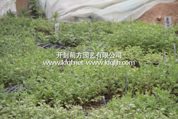 菊花种苗基地