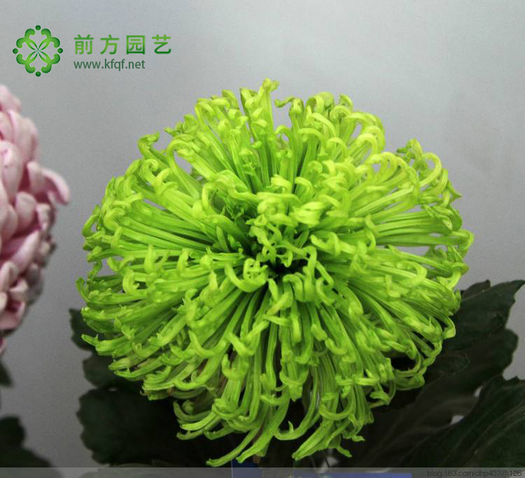 菊花种苗-绿安娜